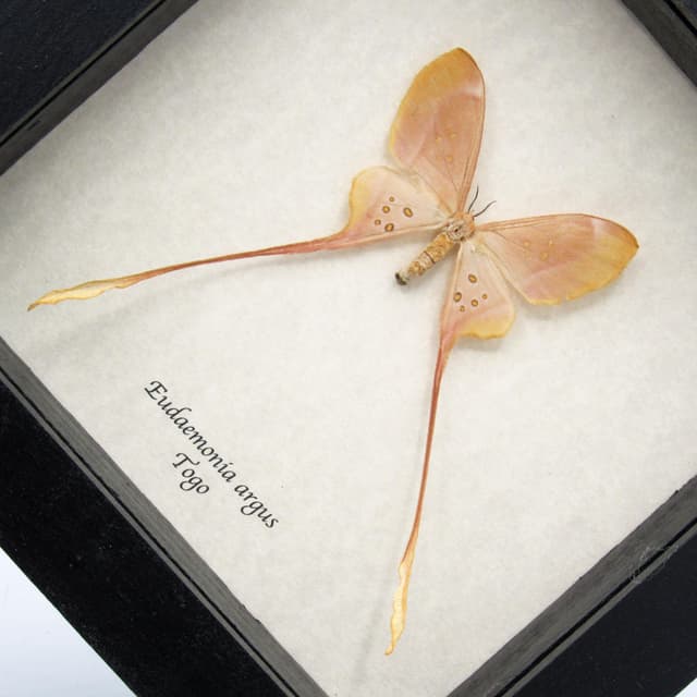 Rare pink long tailed Saturn moth framed taxidermy - Eudaemonia argus