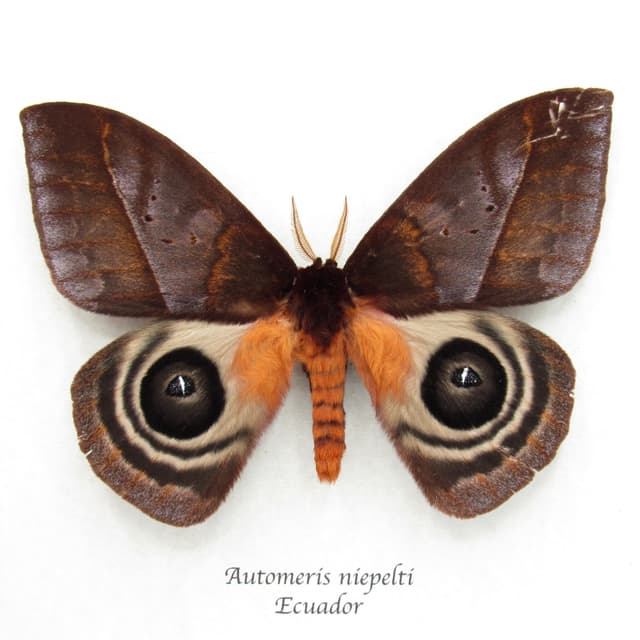 Stunning real Giant Saturn moth framed taxidermy - Automeris niepelti