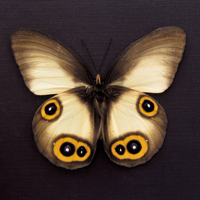 Real Owl butterfly framed taxidermy - Taenaris domitilla