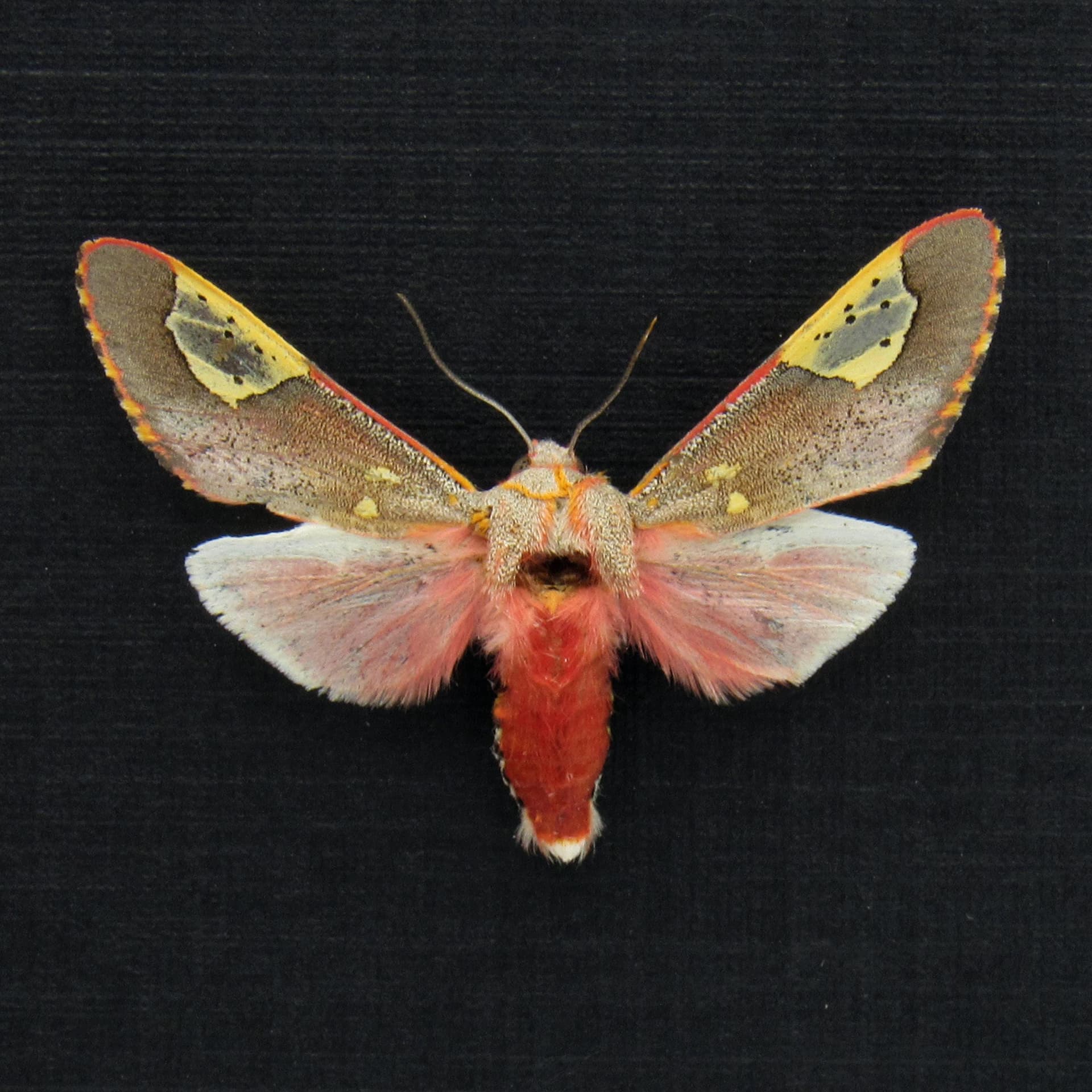 Rare tiny red Noctuid moth framed taxidermy - Bertholdia trigona