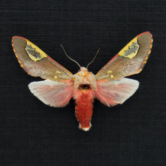 Rare tiny red Noctuid moth framed taxidermy - Bertholdia trigona