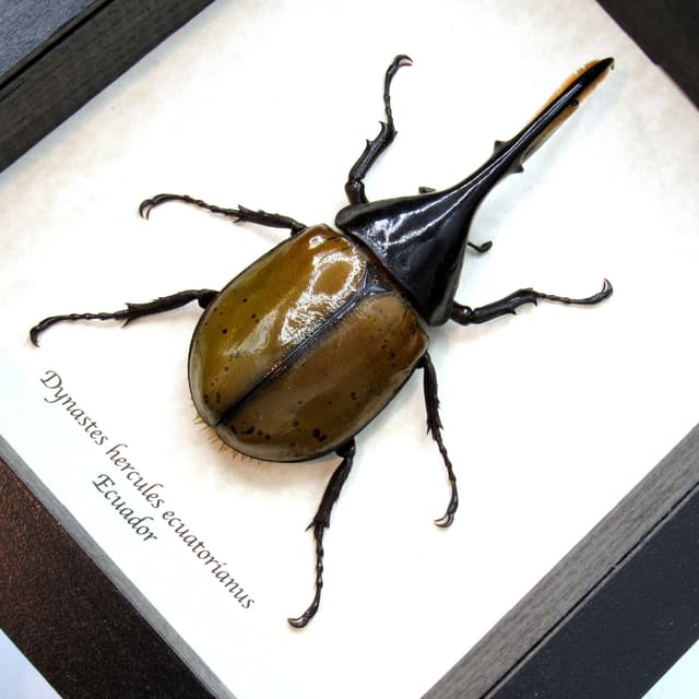Real XL Hercules Rhinoceros beetle framed taxidermy - Dynastes hercules ecuatorianus