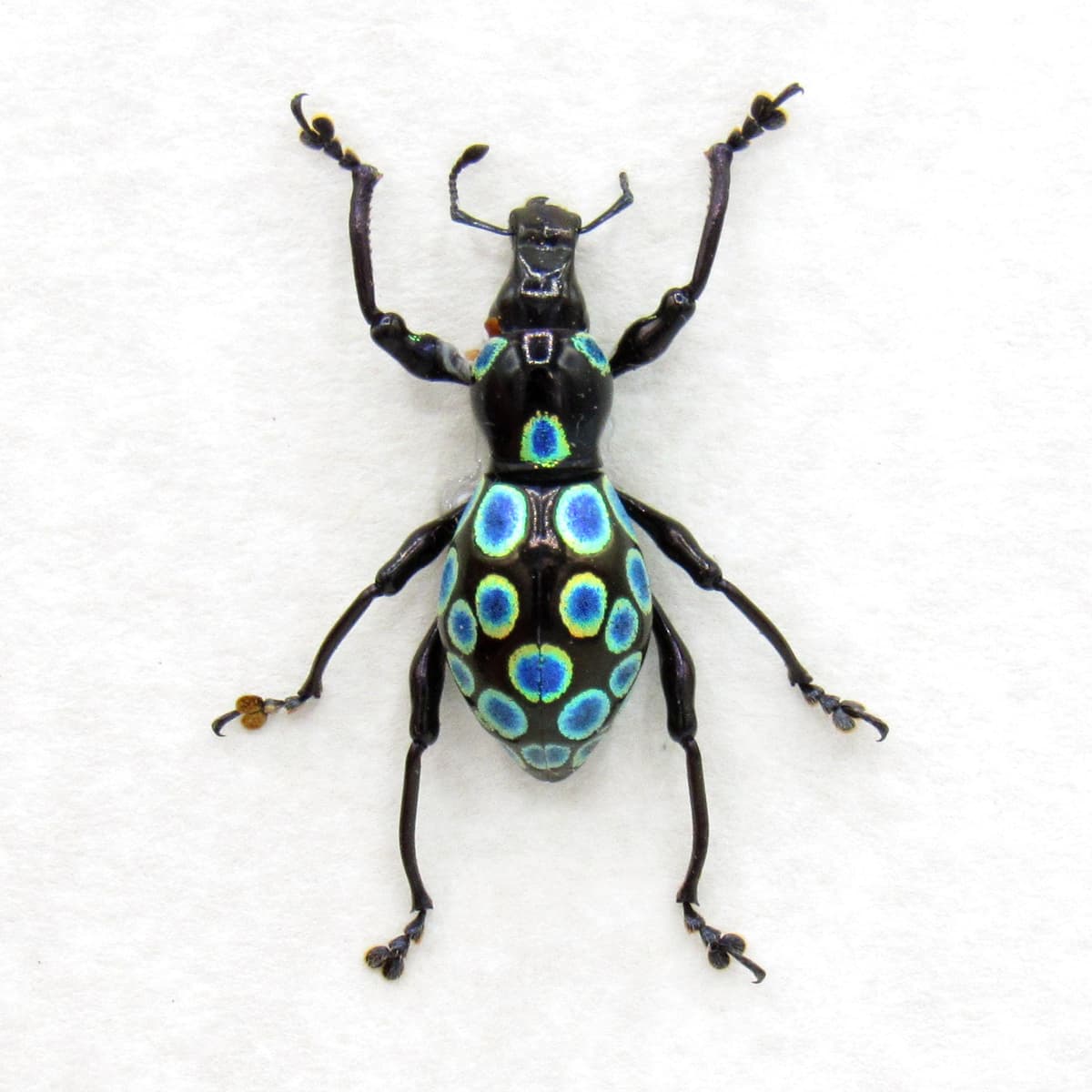 WEEVIL MANIA - Real blue beetle framed taxidermy - Pachyrhynchus congestus
