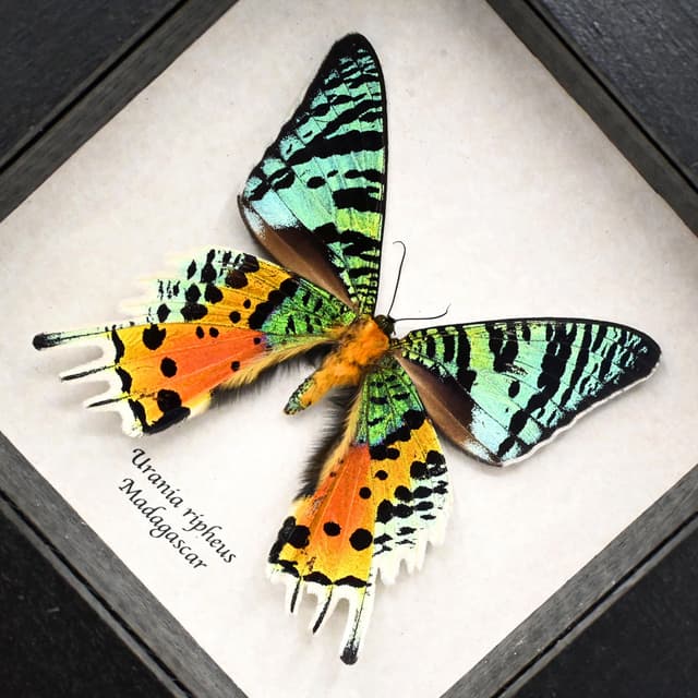 Real metallic Rainbow Sunset moth framed taxidermy - Urania ripheus