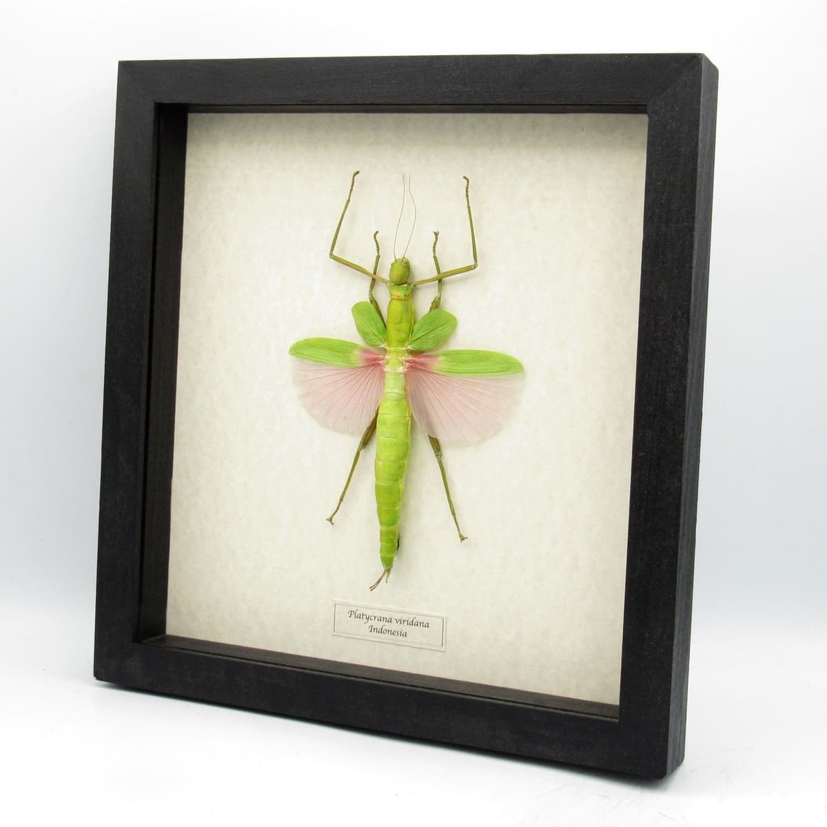 Rare GIANT pink Stick bug framed taxidermy - Platycrana viridana - female