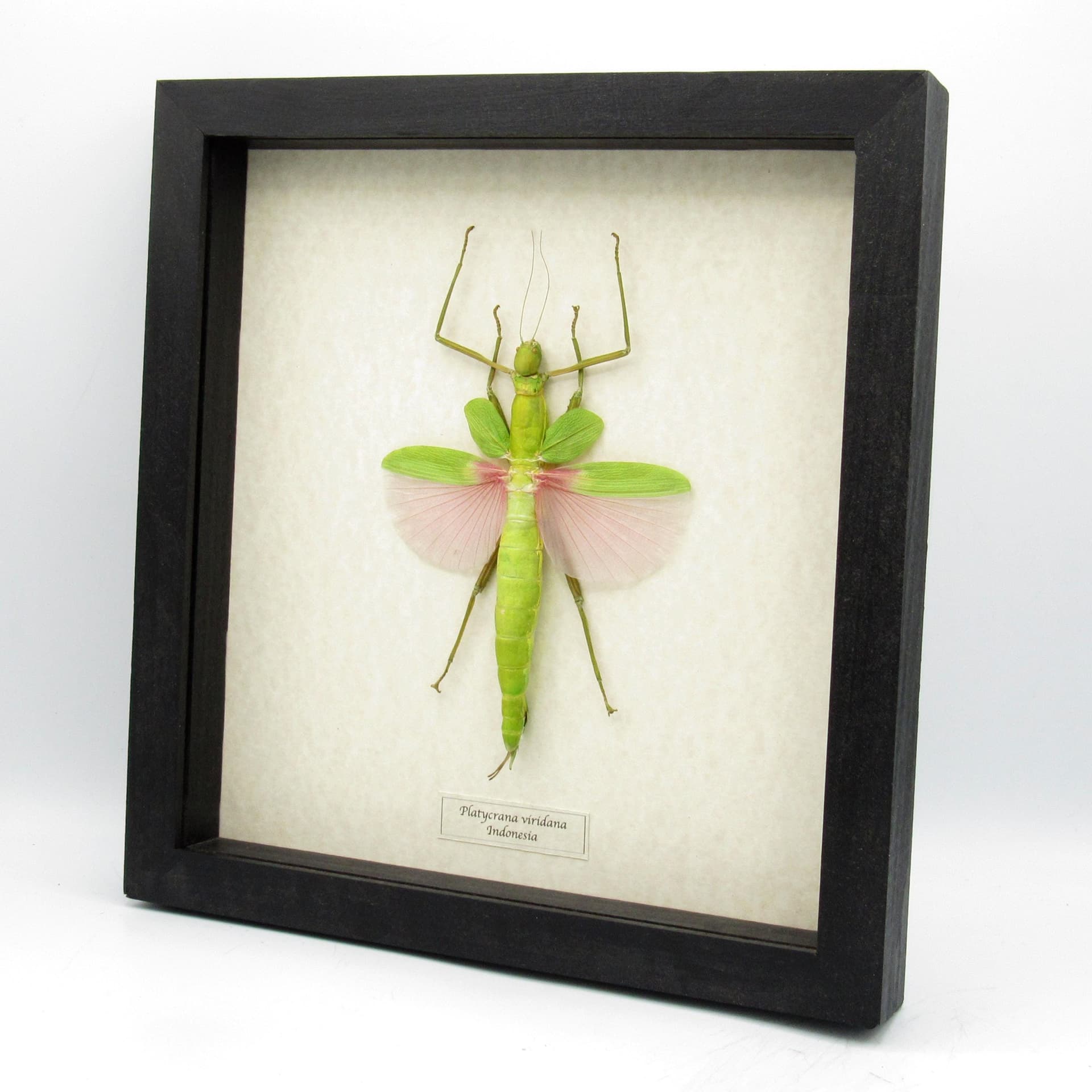 Rare GIANT pink Stick bug framed taxidermy - Platycrana viridana - female