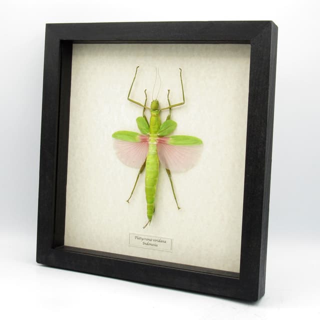 Rare GIANT pink Stick bug framed taxidermy - Platycrana viridana - female