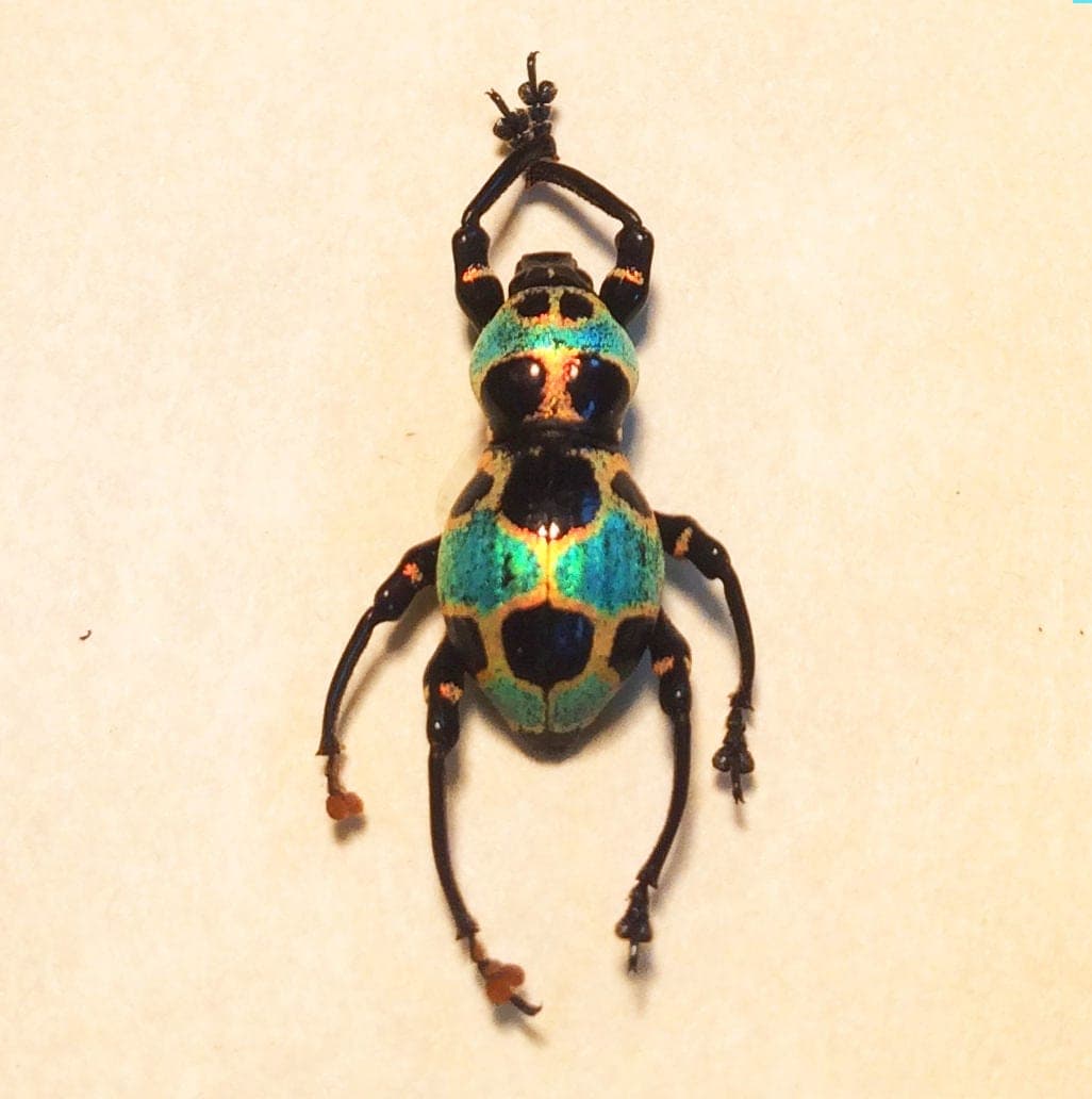 WEEVIL MANIA!  Real beetle framed taxidermy - Pachyrhynchus orbifer