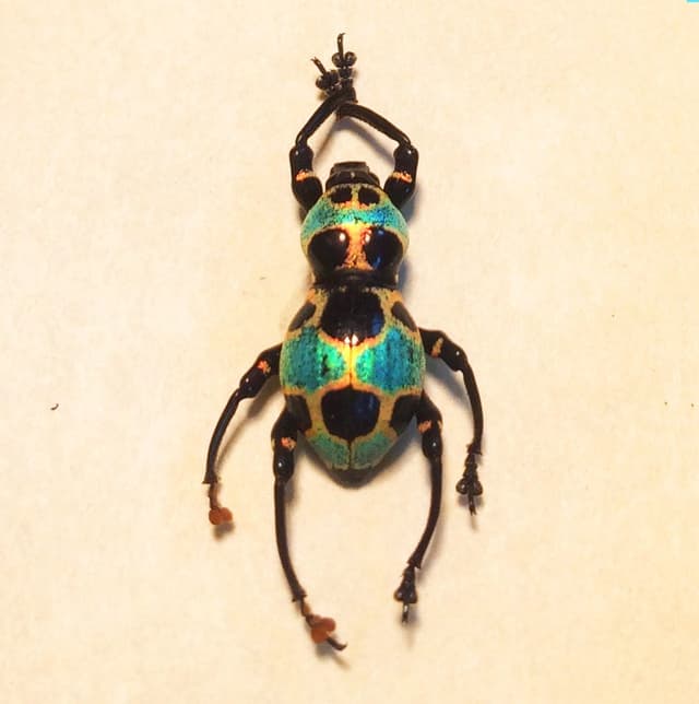 WEEVIL MANIA!  Real beetle framed taxidermy - Pachyrhynchus orbifer