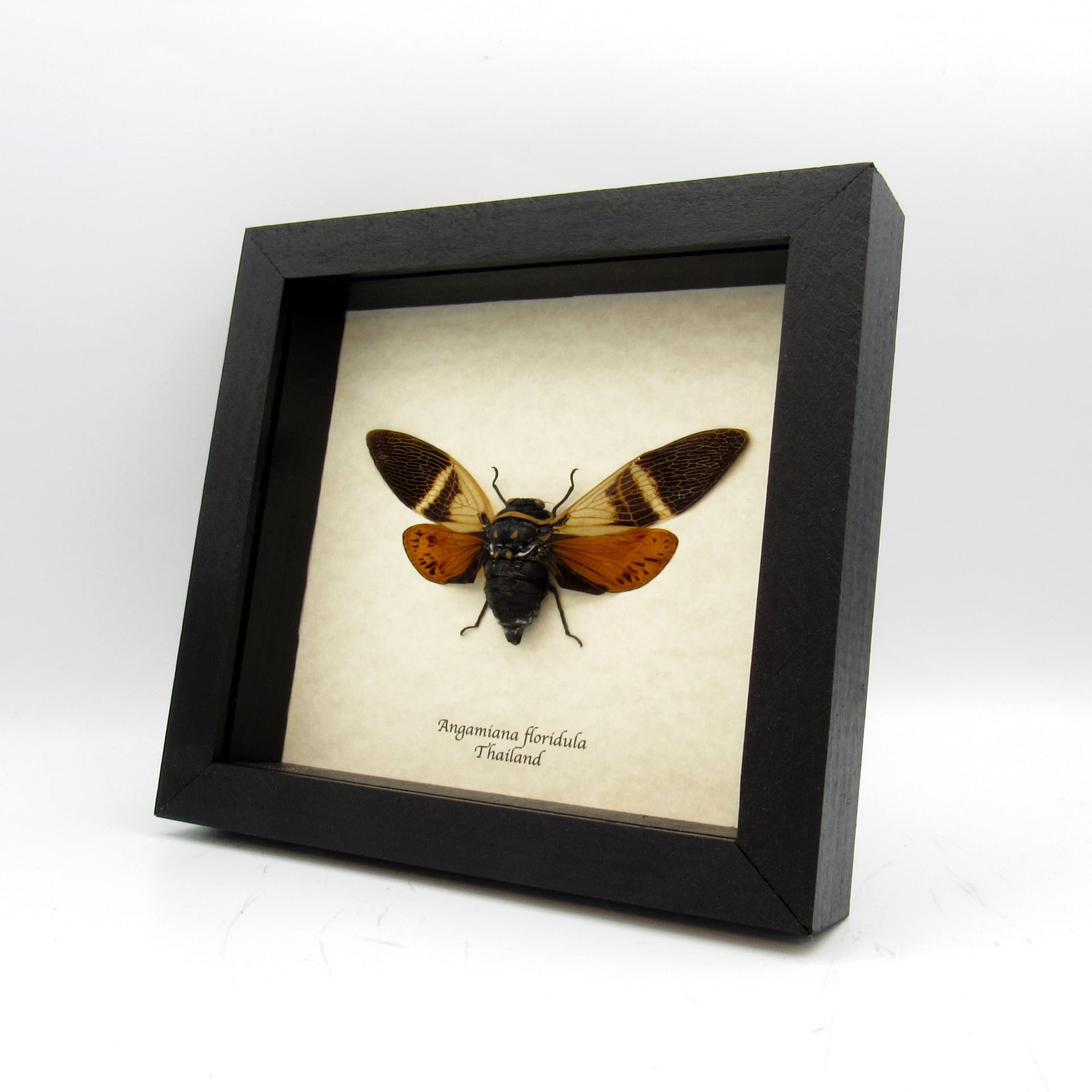 Real orange Giant Cicada framed taxidermy - Angamiana floridula