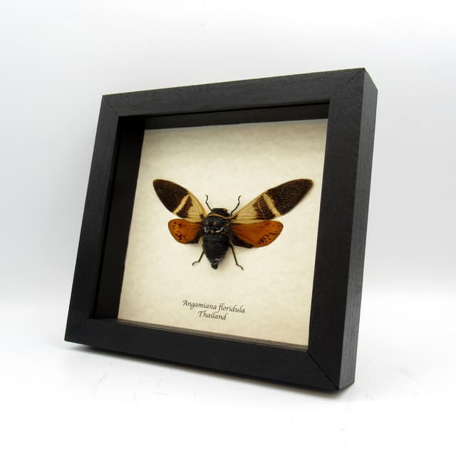 Real orange Giant Cicada framed taxidermy - Angamiana floridula