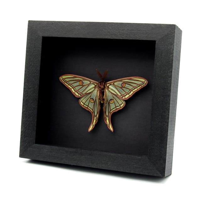 Rare large Spanish Moon moth framed taxidermy - Graellsia isabellae - Victorian mount