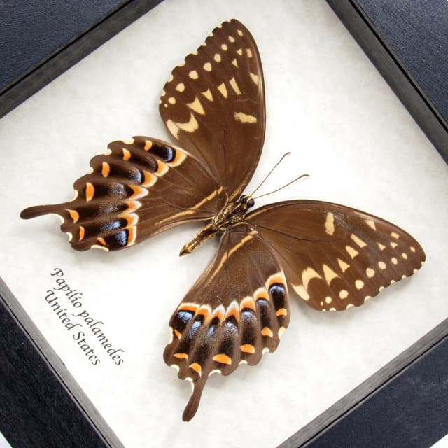 Real Laurel Swallowtail butterfly framed taxidermy - Papilio palamedes - large female