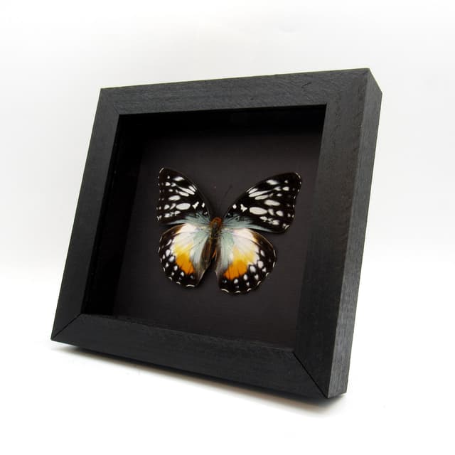 Real framed African Glider butterfly taxidermy - Cymothoe beckeri - female