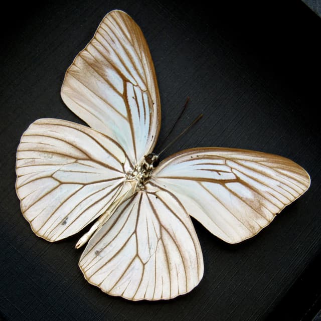 Real pale blue Wanderer butterfly framed taxidermy - Pareronia tritaea