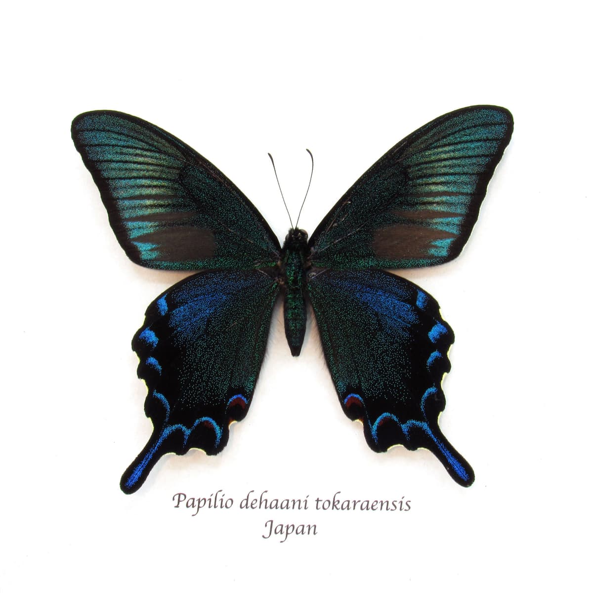 Rare black Peacock butterfly framed taxidermy - Papilio dehaani tokaraensis - large summer form