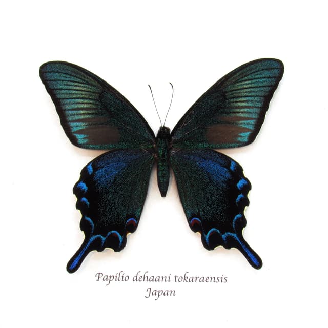 Rare black Peacock butterfly framed taxidermy - Papilio dehaani tokaraensis - large summer form