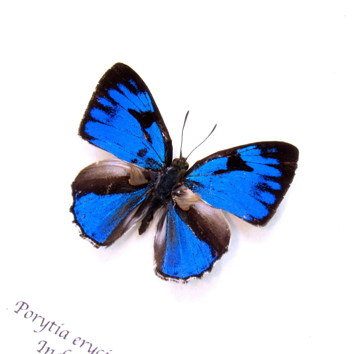 Tiny blue metallic butterfly framed taxidermy - Porytia erycinoides