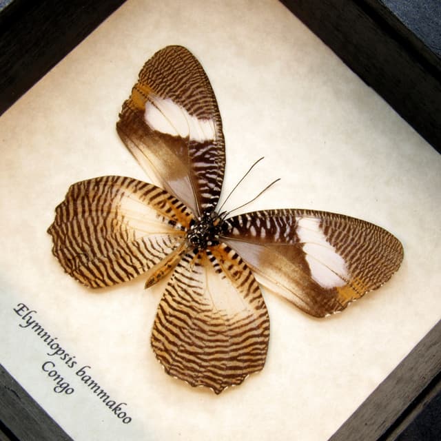 Real framed taxidermy butterfly - Elymniopsis bammakoo