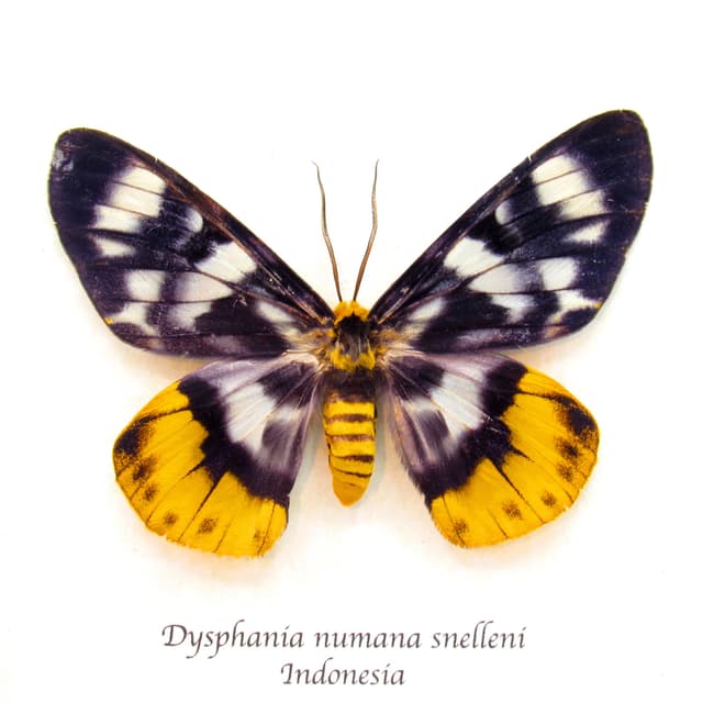 Real yellow False Tiger moth framed taxidermy - Dysphania numana snelleni - female