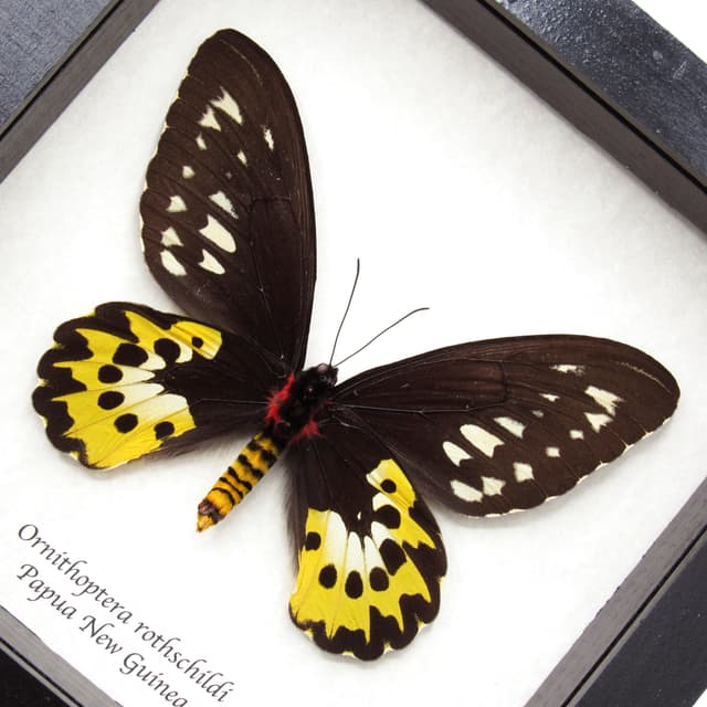 Real Golden Birdwing butterfly framed taxidermy - Ornithoptera rothschildi - female
