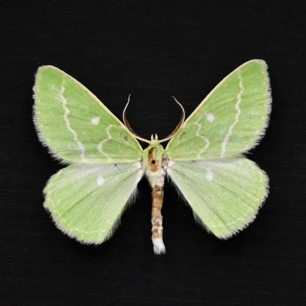 Real tiny Essex Emerald moth framed taxidermy - Thetidia smaragdaria