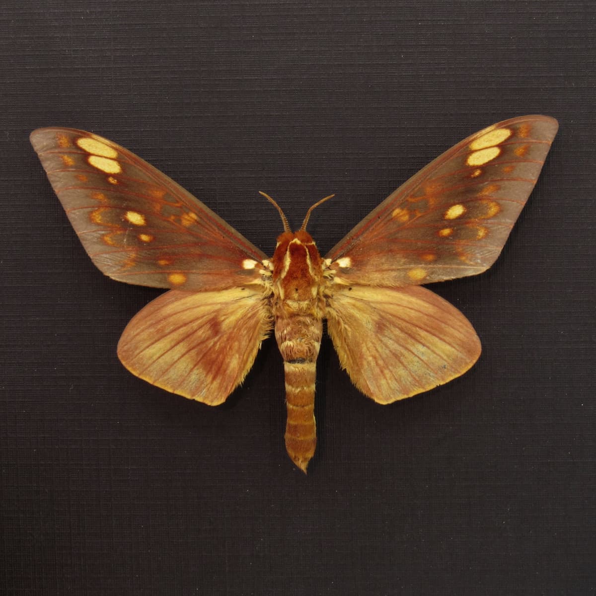 Real Saturn moth framed taxidermy - Citheronia aroa