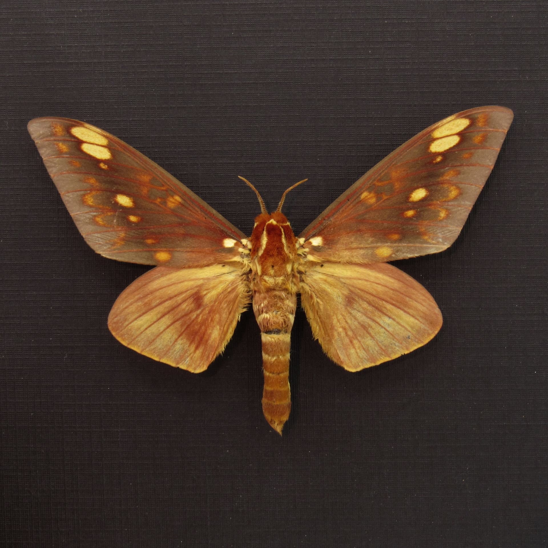 Real Saturn moth framed taxidermy - Citheronia aroa