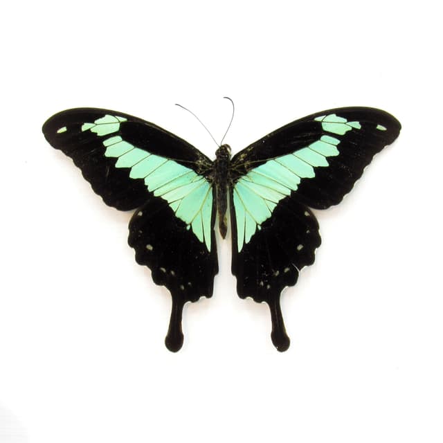 Real seafoam green butterfly framed taxidermy - Papilio phorcas - Victorian mount