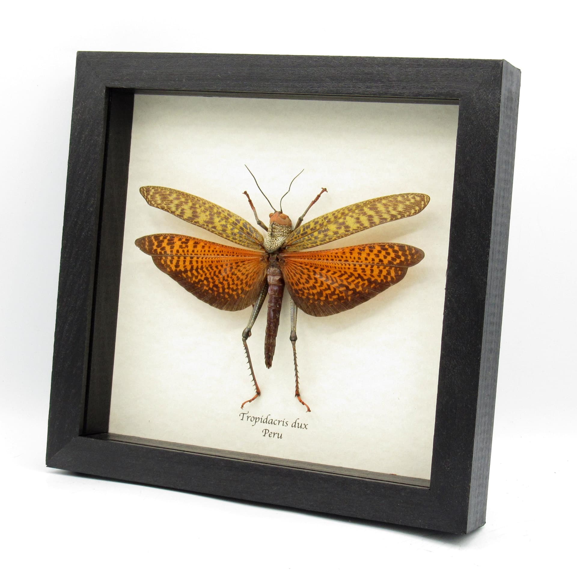 Real Giant red Grasshopper framed taxidermy - Tropidacris dux - XL female
