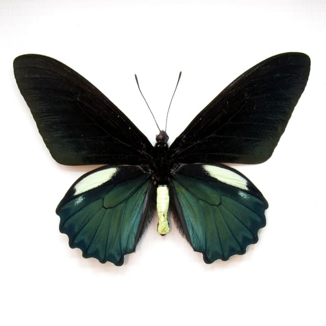 Large iridescent green butterfly framed taxidermy - Battus belus