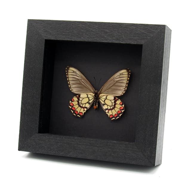 Rare red butterfly framed specimen - Euryades corethrus