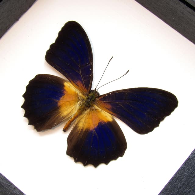 Real dark blue butterfly framed taxidermy - Cethosia lamarcki
