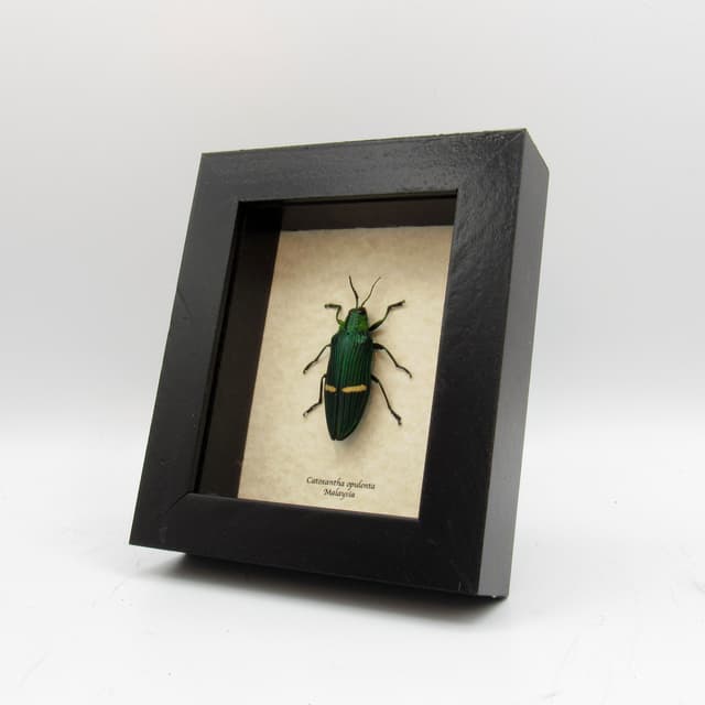 Real large metallic Jewel beetle framed taxidermy - Catoxantha opulenta
