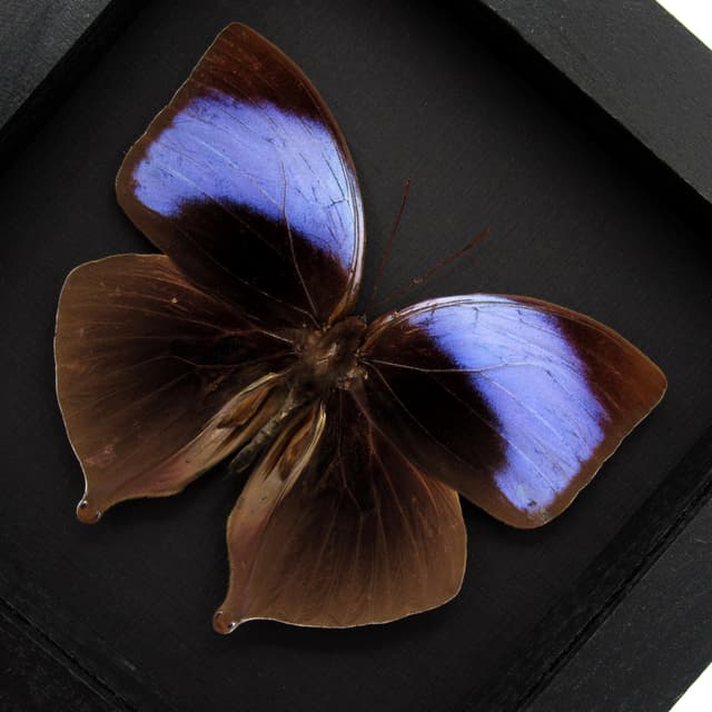 Real large purple Koh-i-noor butterfly framed taxidermy - Amathuxidia amythaon