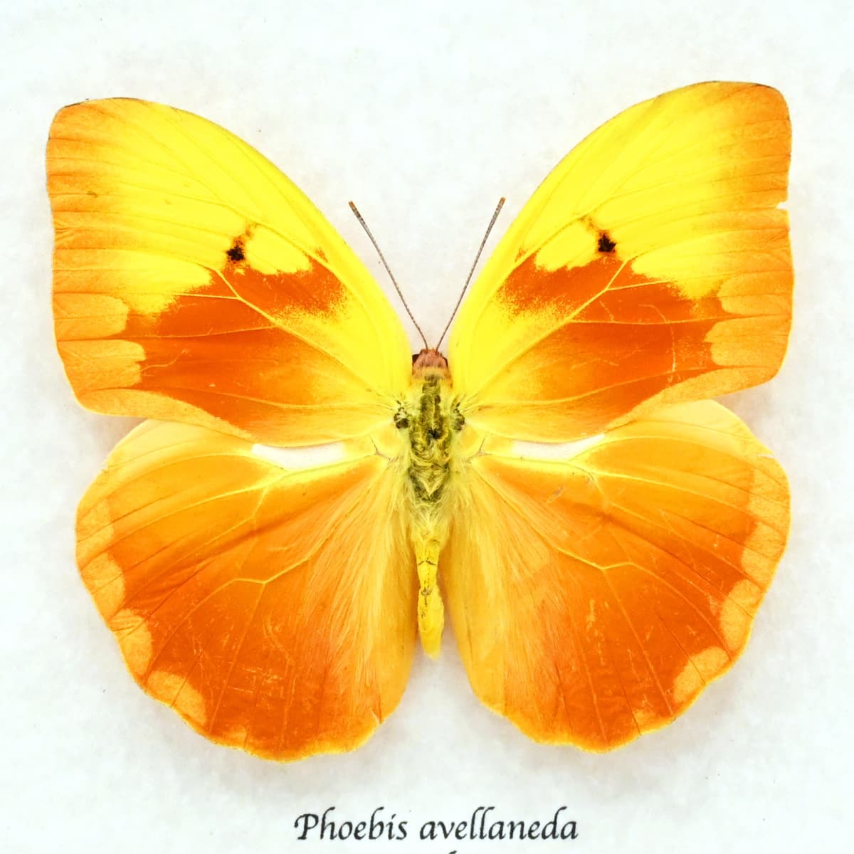 Very rare Red Splashed Sulphur butterfly framed taxidermy - Phoebis avellaneda