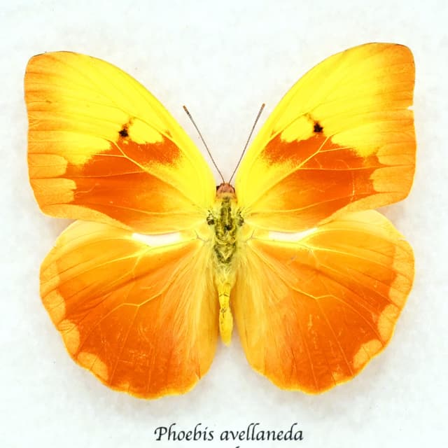 Very rare Red Splashed Sulphur butterfly framed taxidermy - Phoebis avellaneda