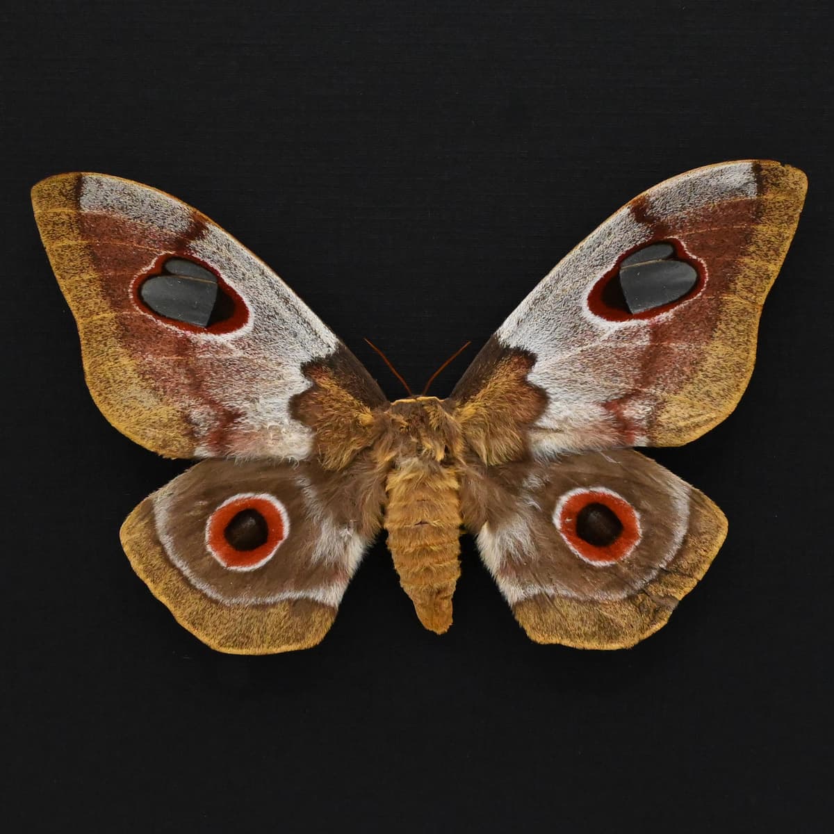 Very rare Giant Emperor Silkmoth framed taxidermy - Gonimbrasia macrothyris - female - minor damage/repair