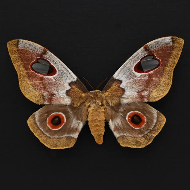 Very rare Giant Emperor Silkmoth framed taxidermy - Gonimbrasia macrothyris - female - minor damage/repair