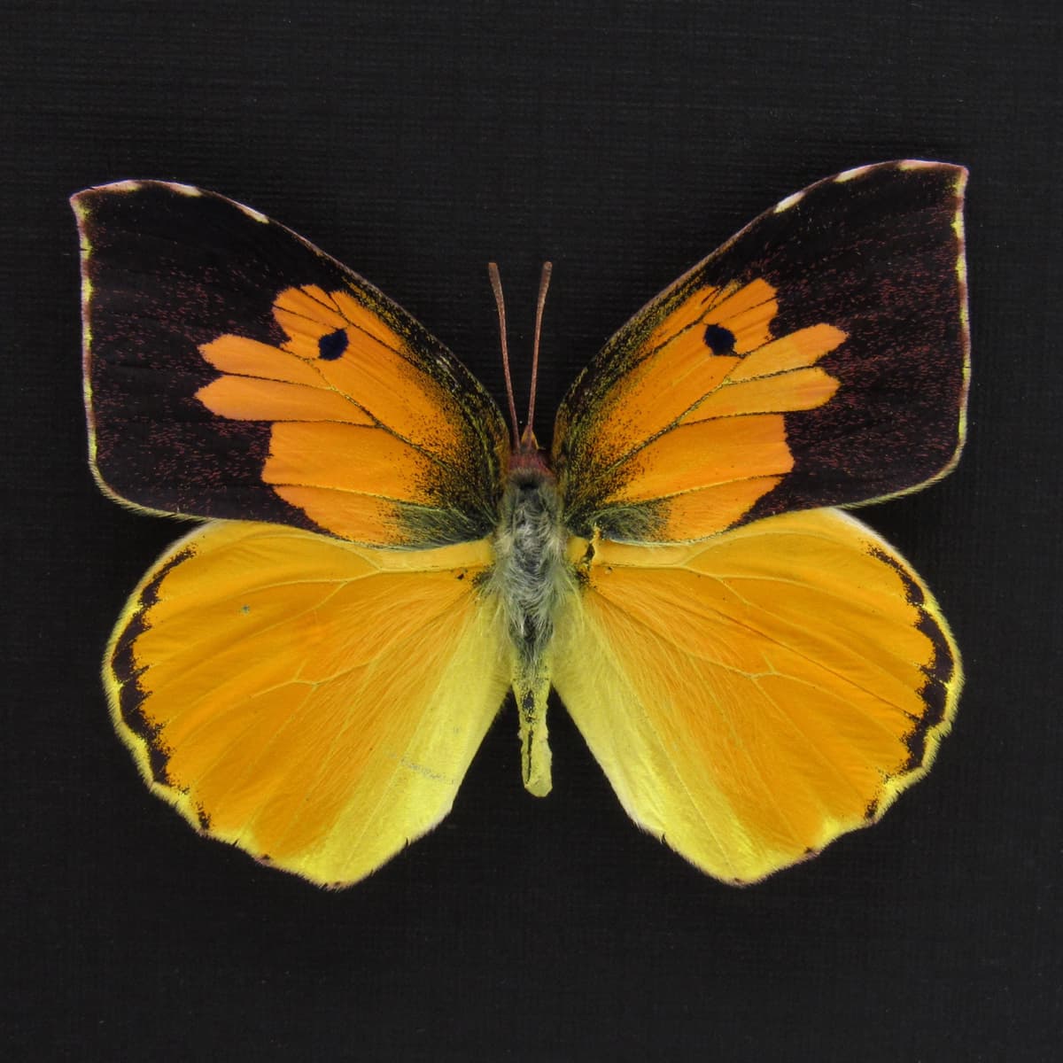 Real California Dogface butterfly framed taxidermy - Zerene eurydice