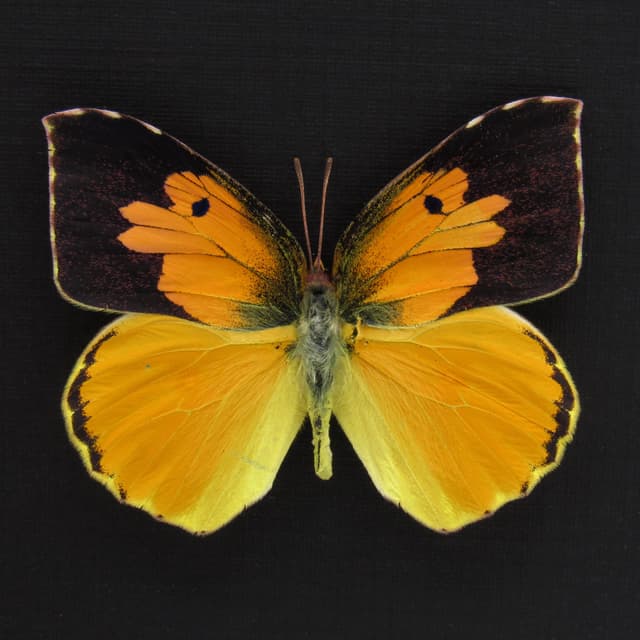 Real California Dogface butterfly framed taxidermy - Zerene eurydice