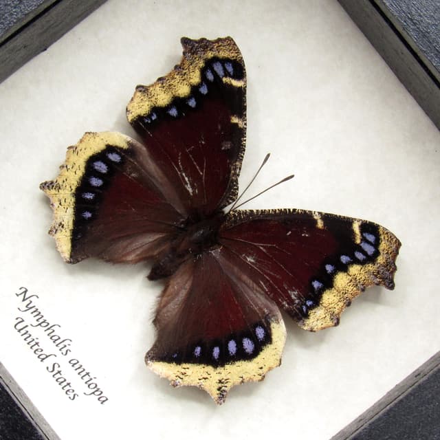 Real Mourning Cloak butterfly framed taxidermy - Nymphalis antiopa