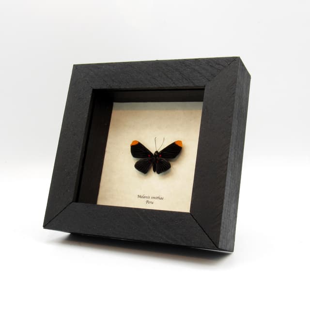 Rare black Metalmark butterfly framed taxidermy - Melanis smithae
