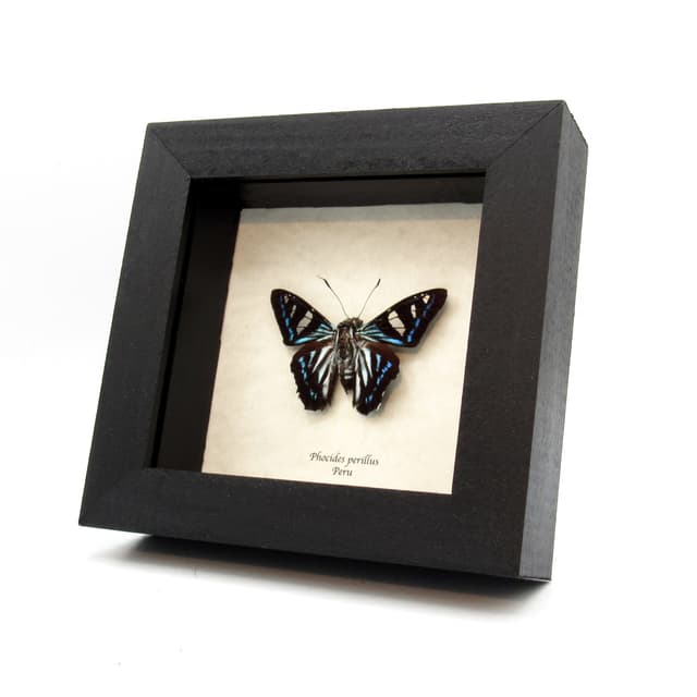 Rare Blue Skipper butterfly framed taxidermy - Phocides perillus