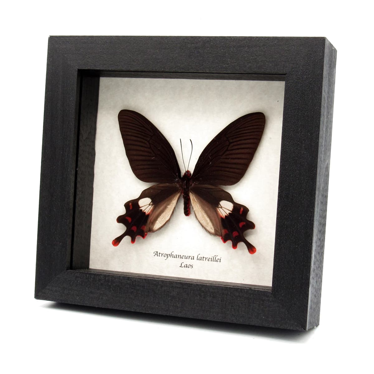 Rare Rose Windmill butterfly specimen - Atrophaneura latreillei