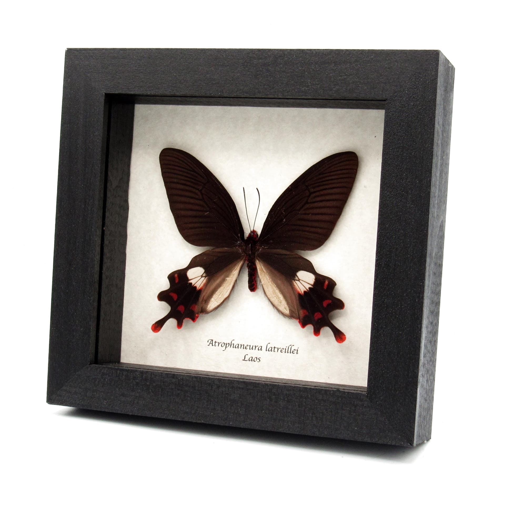 Rare Rose Windmill butterfly specimen - Atrophaneura latreillei