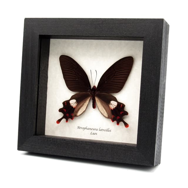 Rare Rose Windmill butterfly specimen - Atrophaneura latreillei