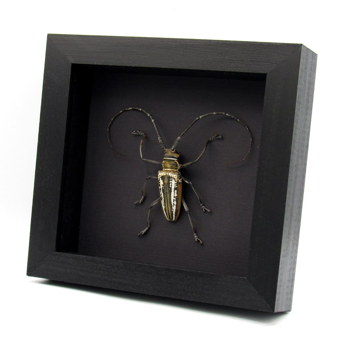Rare Wallace’s Longhorn beetle framed taxidermy - Batocera wallacei