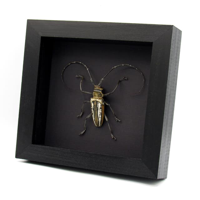 Rare Wallace’s Longhorn beetle framed taxidermy - Batocera wallacei