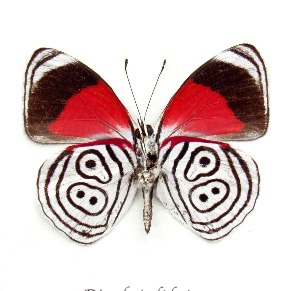 Real red Eighty-eight Butterfly framed taxidermy - Diaethria lidwina
